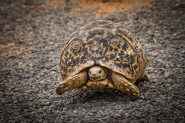 067 Zimbabwe, Hwange NP, panterschildpad.jpg